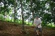 Cây cao su trên đất Khổng Lào